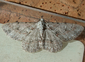 Large Purplish Gray